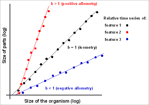 Modelling the growth of 3 features throughout time with respect to the growth of a whole. The b allometric coefficient (slope) can be interpreted as the relative growth rate of the corresponding feature.